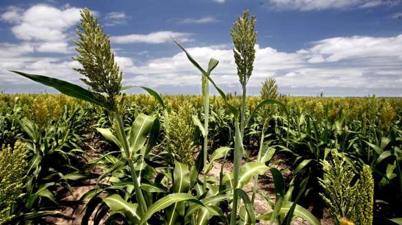 In Australia, sorghum is still regarded primarily as a crop for livestock.