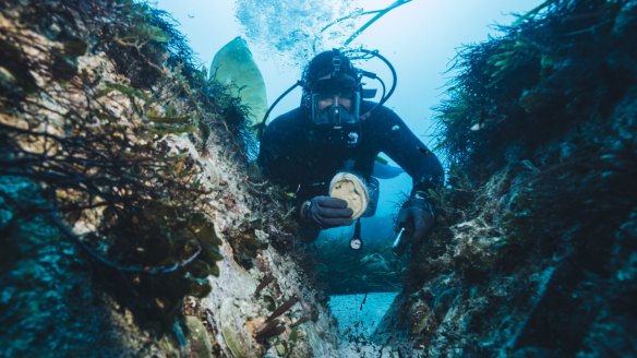 Ocean Grown Abalone's Abitats form an artificial reef.