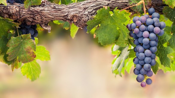 Shiraz grapes on the vine.