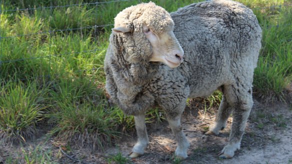 Chris the sheep has adjusted well to his new home where he lives free from a mammoth fleece.