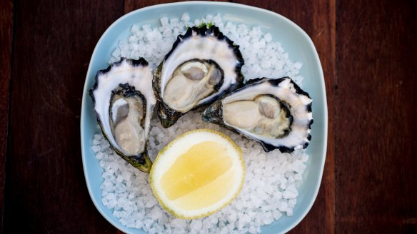 Sydney Rock Oysters will be at the plump delicious best for Christmas Day. 
