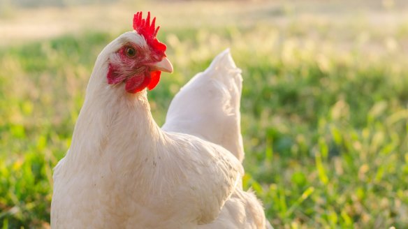 The Australian chicken industry no longer uses artificial hormones.