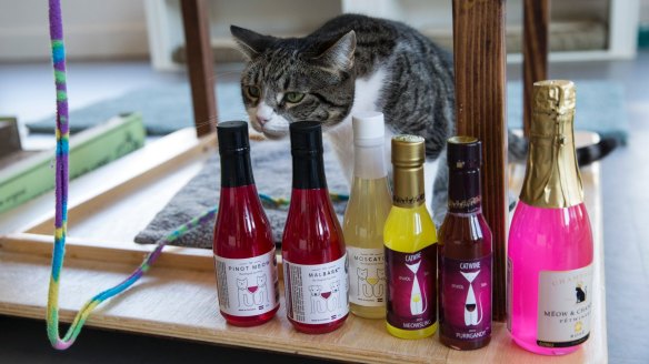 Elsa the cat sniffs the 'wine' before the taste test.