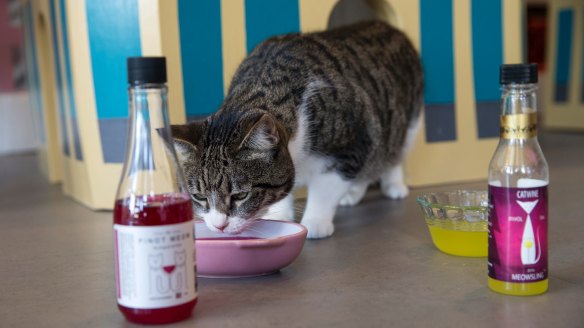 Taste test: Elsa the cat drinks Apollo Peak's 'cat wine' at Cat Town Cafe in Oakland, California.
