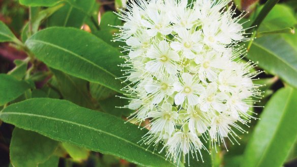 Both leaves and flowers of lemon myrtle are edible.