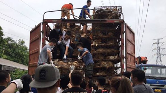 More than 100 Chinese activists rescue dogs and cats from a truck headed to slaughterhouses in Guangzhou.