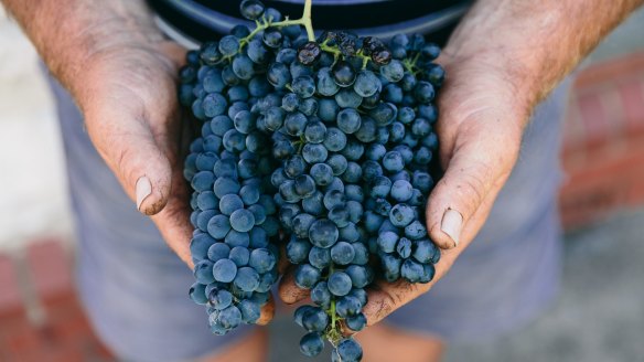 Barossa Valley grapes at Peter Lehmann Wines.