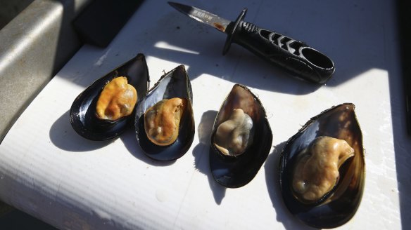 Head to Jervis Bay for plump local mussels.