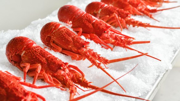 Local lobster prices have fallen.