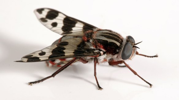 Why do we have so many flies in Australia? Here's swat's what