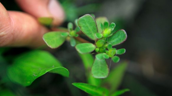 The leaves, stems and flower buds of the common weed purslane are edible. 