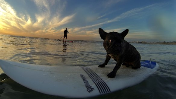 Arthur the French Bulldog and owner James Green cool down at Wanda Beach.