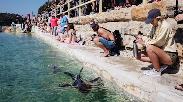 Not kids play: a juvenile great white shark at Fairy Bower pool, near Manly.