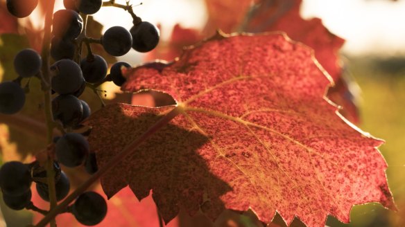 The leaves are glowing with autumn gold in Jugiong.