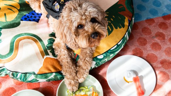 A four-legged guest enjoys vegetable terrine from QT Hotels' in-room dog menu.