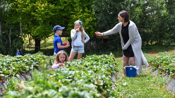Jenifer Stephen and her three children Chloe, Ryley and Amber picking strawberries Blue Hills Berries & Cherries.