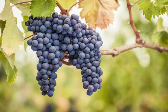 The famously fussy grape variety pinot noir has more clones than most.