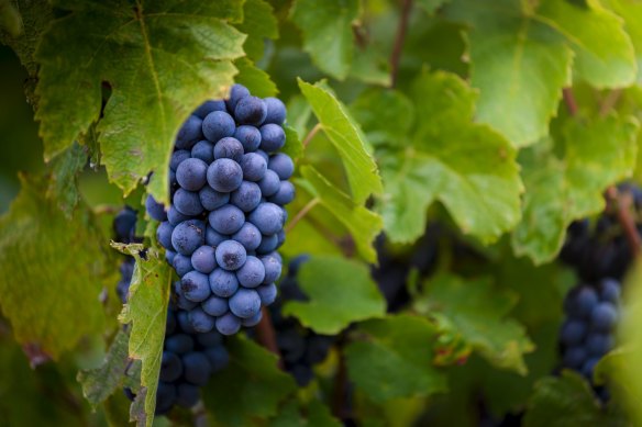 Quietly confident: More Australian grape growers are growing gamay, confident in its suitability for our climate.