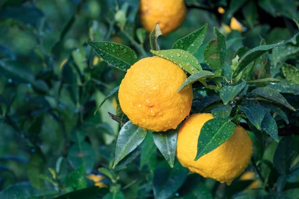 Yuzu is very fragrant and used in cooking for zest, peel, and very sour juice. 