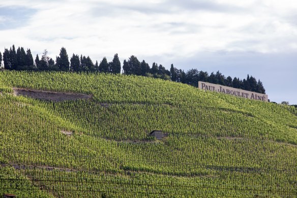 Marsanne wine country in the Rhone valley, France.