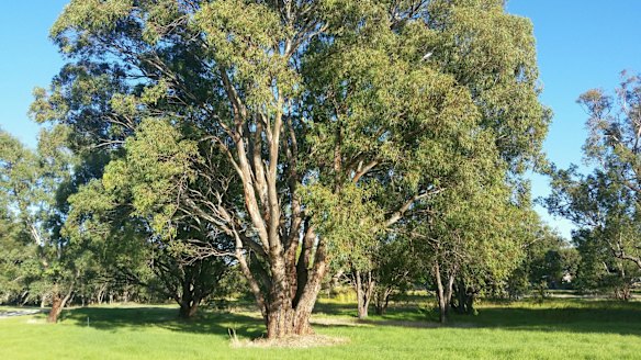 The wetland filters runoff from the airport area. 