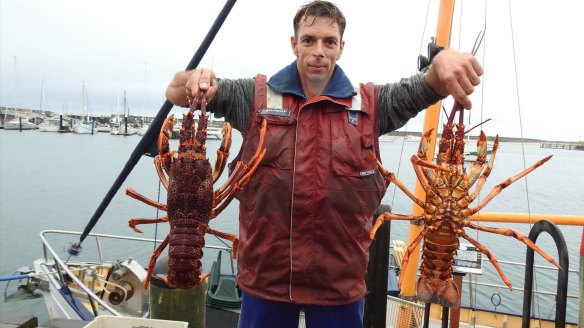 Southern rock lobster fisher, Glenn Fisk, holding a prized crayfish catch in Apollo Bay.