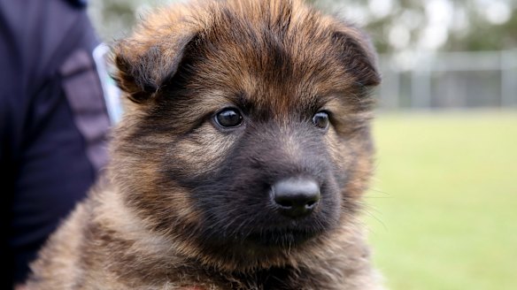 Gary? Greg? Gina? Queensland Police need help naming puppies