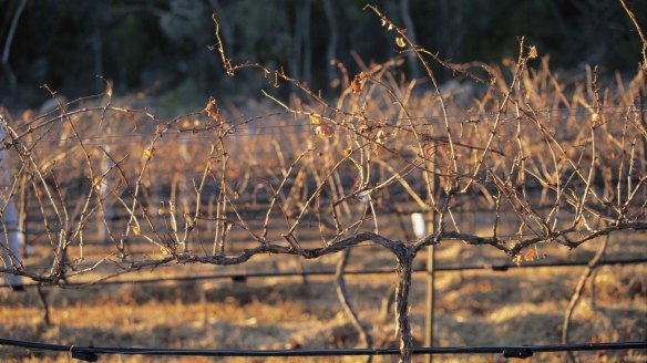 Brass-monkey weather: Winter vines at Felsberg.