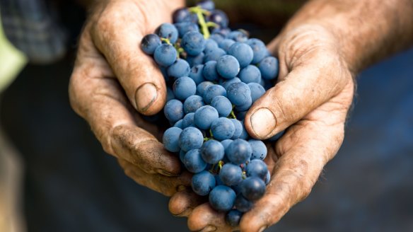 Wines with organic certification must be made from grapes grown without added chemicals.