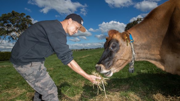 Barista Andy Wong from Light Years gets up close with a milk source in Gippsland.