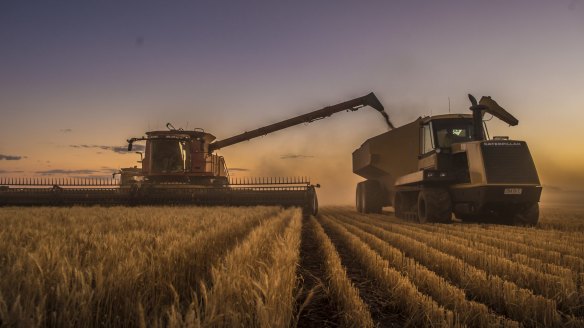 Harvest time at Laucke flours.