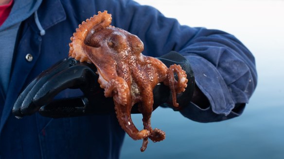 Found in waters around southern Australia, the octopus has a pale, sandy colour which helps it blend into sea floors.