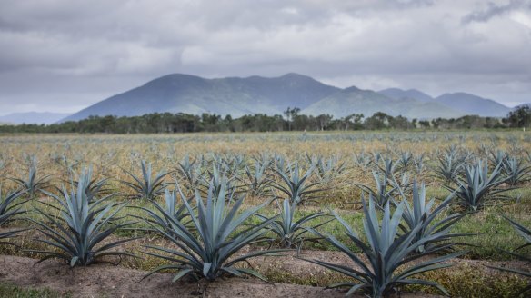Top Shelf International's growing agave farm near the Whitsunday Coast. The plants will be mature for harvest in two and a half years.