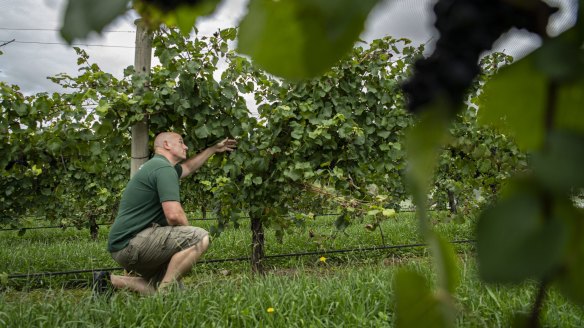 Dave Lorentz from Cherry Tree Hill Wines inspects rain affected grapes. 