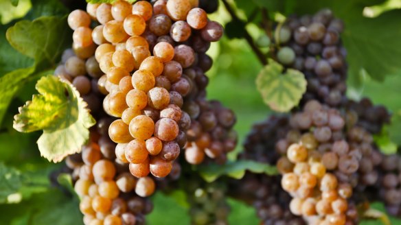 Pinot gris is a highly adaptable grape.
