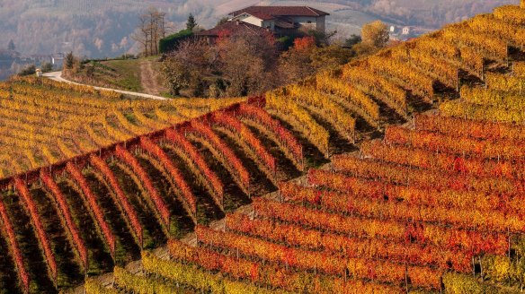 Rows of autumnal vines on the hillside in Piedmont, northern Italy.