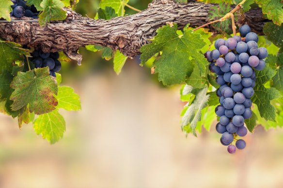 Shiraz grapes on the vine.