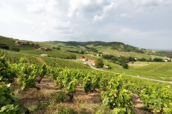 Gamay is famous as the only permitted grape in France's Beaujolais.