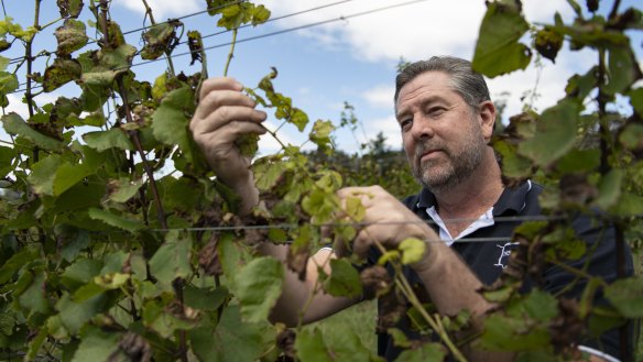 Mark Bourne, president of the NSW Wine Industry Association and owner of Tractorless Vineyard, checks on the condition of pinot grigio vines. 