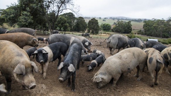 Wessex Saddleback and Tokyo X Pigs at the Tathra Place Free Range family farm. 