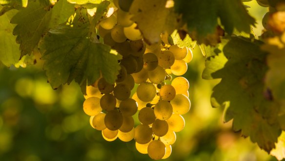 Semillon and sauvignon blanc have a long history together.