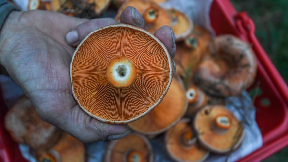 Pine mushrooms can be found in abundance following periods of rain. 