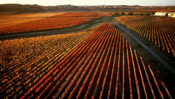 Autumn vines at Craggy Range Vineyards in Hawke's Bay.