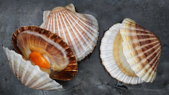 Commercial scallops from Victorian waters.