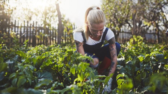 Find a sunny spot and use quality soil for healthy vegetables.