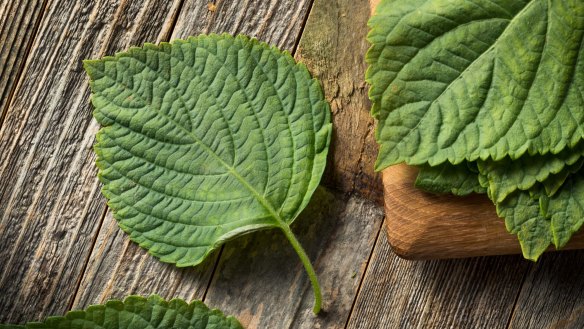 Mint's spicy cousin, shiso (aka perilla), turns up in dishes all over Asia. 