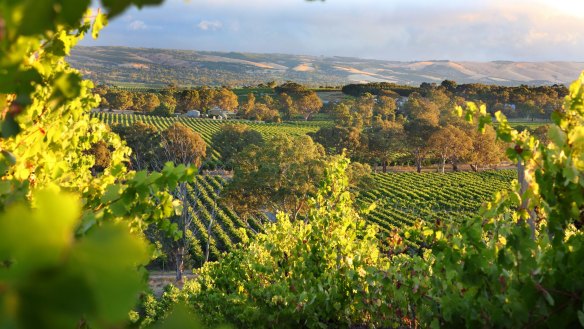 Italian grape varieties such as fiano have taken root in McLaren Vale.
