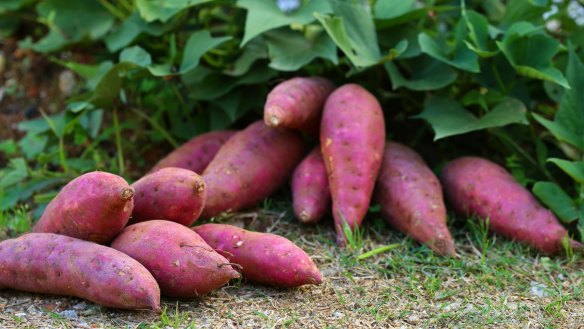 Sweet potatoes have lovely ornamental dark green heart-shaped leaves.