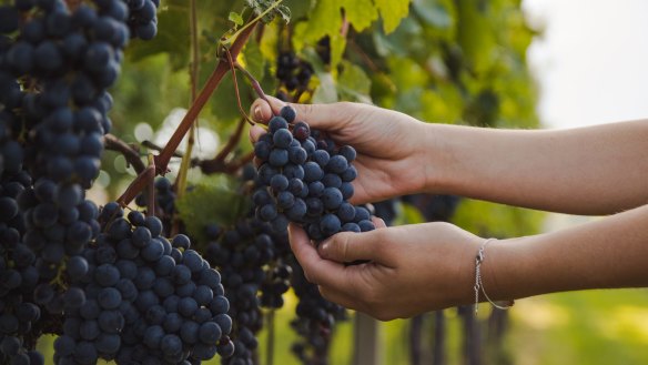 Half the finalists for the 2019 Winemaker of the Year award were women.