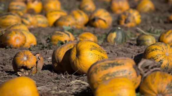 At Pepo Farms, pumpkins are farmed for their edible seeds.